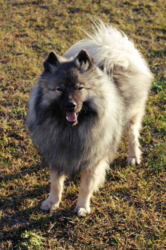 Foto: �dr�ba srsti-dobr� den,m�m vl��ho �pice a pot�ebovala jsem poradit,jak� h�eben nebo kart