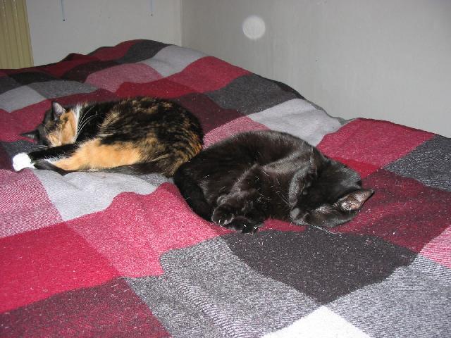 Fotky: Historie dom�c� ko�ky (foto, obrazky)