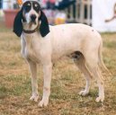 :  > Arigeois (Ariege Hound)