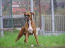 Německý boxer