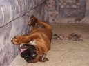 Německý boxer