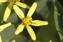 Cinerrie zahradn, starek