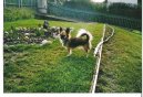 :  > ivava (Chihuahua)