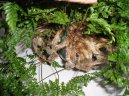 :  > Davallie kanrsk (Davallia Canariensis)