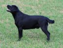 Fotky: Labradorsk retrvr (foto, obrazky)