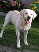 Fotky: Labradorsk retrvr (foto, obrazky)