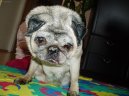 Mops