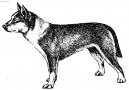 Norský lundehund