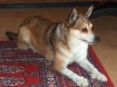 Norský lundehund