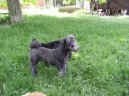 :  > Pumi