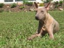 Thajský ridgeback