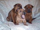 Thajský ridgeback