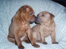 Thajský ridgeback