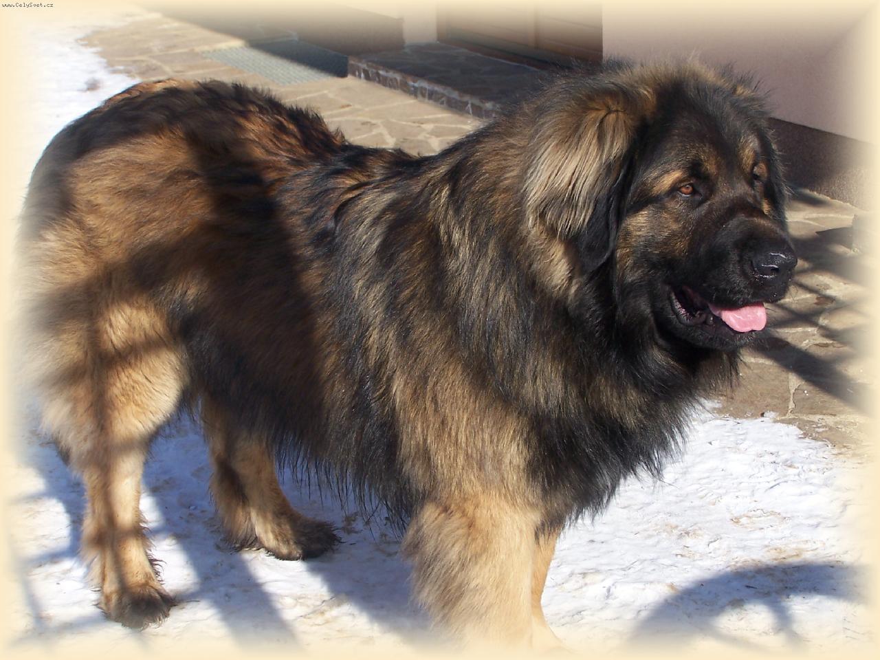 Foto: Leonberger v zim�-Baddy-2roky