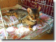 Jozin jungle cat