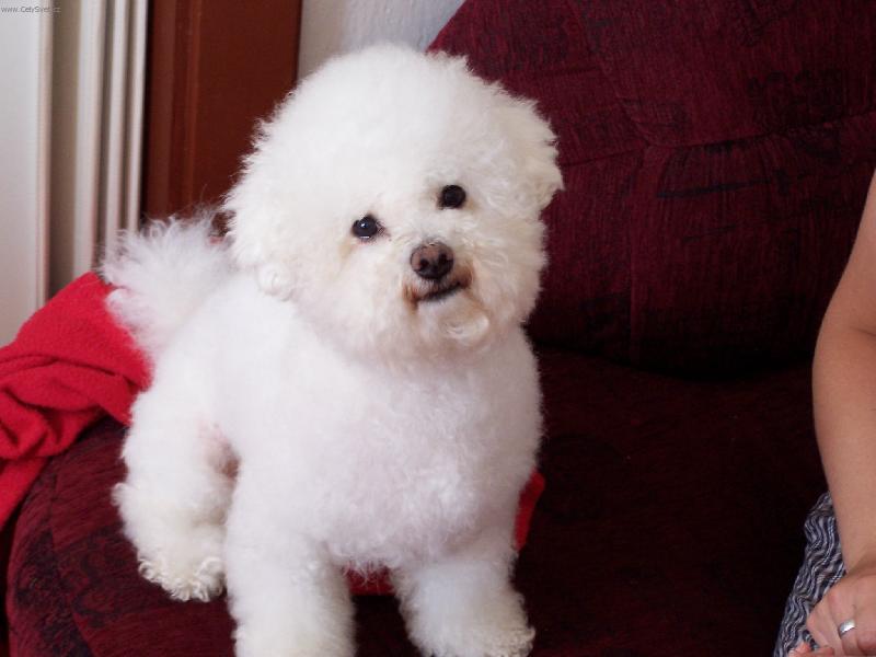 Foto: n� mil��ek-Bi�onek Kenny