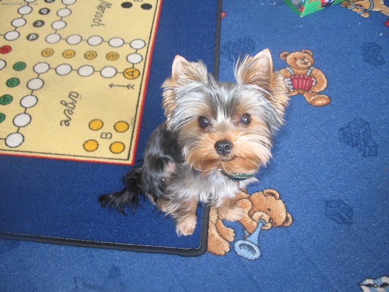 Foto: Na kobere�ku