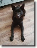 Australská kelpie