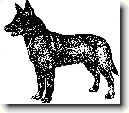 Australská kelpie
