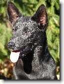Australská kelpie