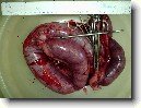 Gynekologie (Psi/Ko�ky)