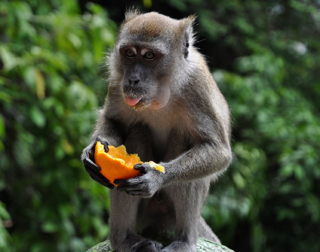 Foto: opička vMalaisii