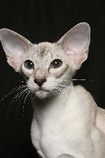 Chovatelska stanice ps�: LENKAT.CZ