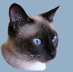 Chovatelska stanice ps�: SIATONK * CZ